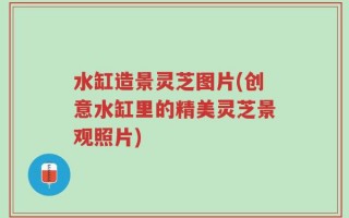 水缸造景灵芝图片(创意水缸里的精美灵芝景观照片)