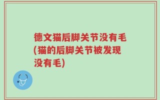 德文猫后脚关节没有毛(猫的后脚关节被发现没有毛)