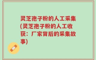 灵芝孢子粉的人工采集(灵芝孢子粉的人工收获：厂家背后的采集故事)