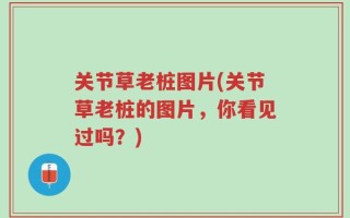 关节草老桩图片(关节草老桩的图片，你看见过吗？)