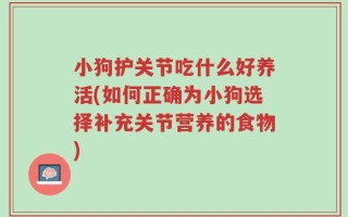 小狗护关节吃什么好养活(如何正确为小狗选择补充关节营养的食物)
