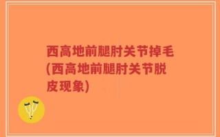 西高地前腿肘关节掉毛(西高地前腿肘关节脱皮现象)