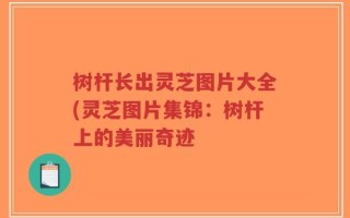 树杆长出灵芝图片大全(灵芝图片集锦：树杆上的美丽奇迹