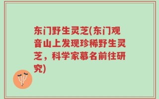 东门野生灵芝(东门观音山上发现珍稀野生灵芝，科学家慕名前往研究)