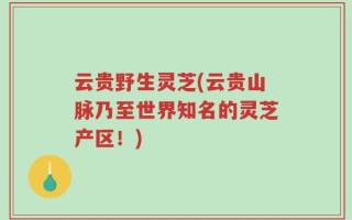 云贵野生灵芝(云贵山脉乃至世界知名的灵芝产区！)