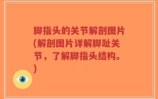 脚指头的关节解剖图片(解剖图片详解脚趾关节，了解脚指头结构。)
