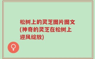 松树上的灵芝图片图文(神奇的灵芝在松树上迎风绽放)