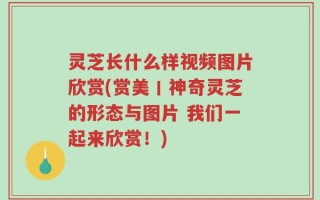 灵芝长什么样视频图片欣赏(赏美丨神奇灵芝的形态与图片 我们一起来欣赏！)