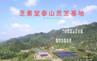 灵芝孢子粉能够提高免疫力吗？它的意义重大