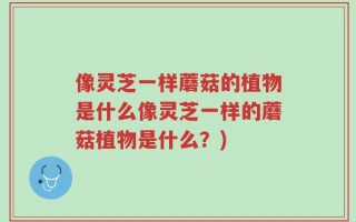 像灵芝一样蘑菇的植物是什么像灵芝一样的蘑菇植物是什么？)