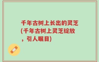 千年古树上长出的灵芝(千年古树上灵芝绽放，引人瞩目)