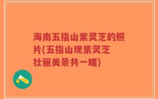 海南五指山紫灵芝的照片(五指山现紫灵芝 壮丽美景共一睹)