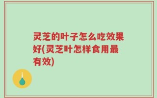灵芝的叶子怎么吃效果好(灵芝叶怎样食用最有效)