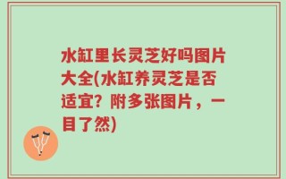 水缸里长灵芝好吗图片大全(水缸养灵芝是否适宜？附多张图片，一目了然)