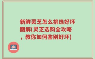 新鲜灵芝怎么挑选好坏图解(灵芝选购全攻略，教你如何鉴别好坏)