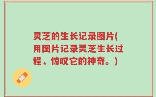 灵芝的生长记录图片(用图片记录灵芝生长过程，惊叹它的神奇。)