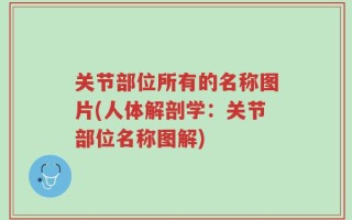 关节部位所有的名称图片(人体解剖学：关节部位名称图解)
