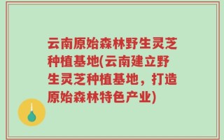 云南原始森林野生灵芝种植基地(云南建立野生灵芝种植基地，打造原始森林特色产业)