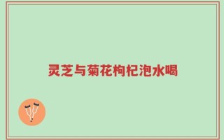 灵芝与菊花枸杞泡水喝