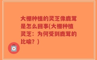 大棚种植的灵芝像鹿茸是怎么回事(大棚种植灵芝：为何受到鹿茸的比喻？)