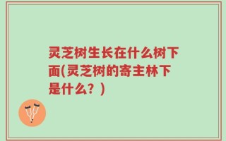 灵芝树生长在什么树下面(灵芝树的寄主林下是什么？)