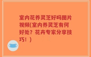 室内花养灵芝好吗图片视频(室内养灵芝有何好处？花卉专家分享技巧！)