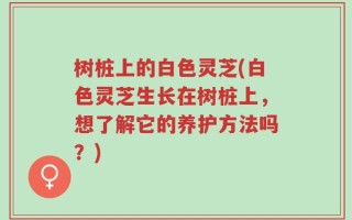 树桩上的白色灵芝(白色灵芝生长在树桩上，想了解它的养护方法吗？)