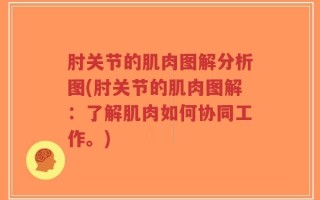 肘关节的肌肉图解分析图(肘关节的肌肉图解：了解肌肉如何协同工作。)