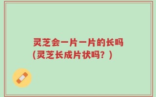 灵芝会一片一片的长吗(灵芝长成片状吗？)