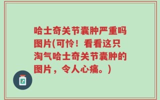 哈士奇关节囊肿严重吗图片(可怜！看看这只淘气哈士奇关节囊肿的图片，令人心痛。)