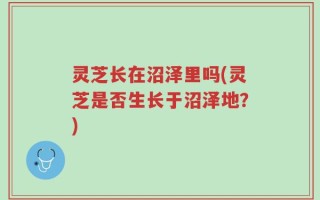 灵芝长在沼泽里吗(灵芝是否生长于沼泽地？)