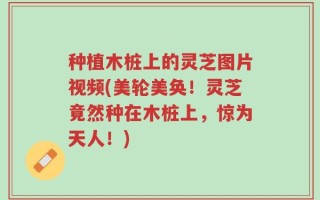 种植木桩上的灵芝图片视频(美轮美奂！灵芝竟然种在木桩上，惊为天人！)