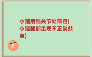 小猪后腿关节处鼓包(小猪腿部出现不正常鼓包)