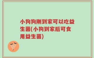 小狗狗刚到家可以吃益生菌(小狗到家后可食用益生菌)