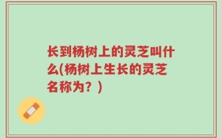 长到杨树上的灵芝叫什么(杨树上生长的灵芝名称为？)