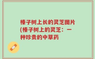 榛子树上长的灵芝图片(榛子树上的灵芝：一种珍贵的中草药