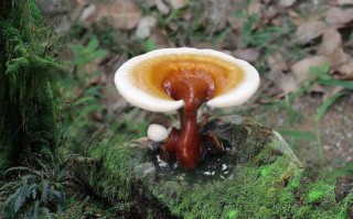 灵芝破壁孢子粉的价格贵吗?多少钱可以购买一个疗程
