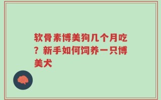 软骨素博美狗几个月吃？新手如何饲养一只博美犬