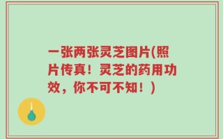 一张两张灵芝图片(照片传真！灵芝的药用功效，你不可不知！)