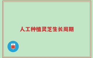 人工种植灵芝生长周期