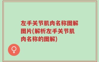 左手关节肌肉名称图解图片(解析左手关节肌肉名称的图解)