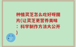 种植灵芝怎么吃好呀图片(让灵芝更营养美味：科学制作方法大公开)