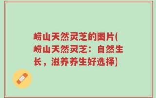 崂山天然灵芝的图片(崂山天然灵芝：自然生长，滋养养生好选择)