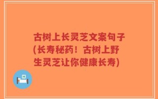 古树上长灵芝文案句子(长寿秘药！古树上野生灵芝让你健康长寿)