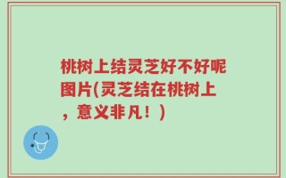 桃树上结灵芝好不好呢图片(灵芝结在桃树上，意义非凡！)