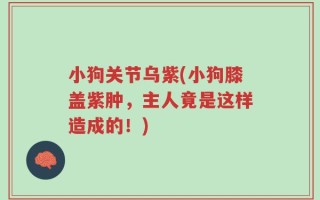 小狗关节乌紫(小狗膝盖紫肿，主人竟是这样造成的！)