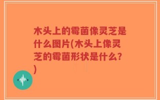 木头上的霉菌像灵芝是什么图片(木头上像灵芝的霉菌形状是什么？)