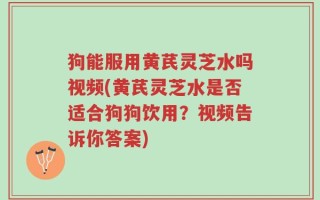 狗能服用黄芪灵芝水吗视频(黄芪灵芝水是否适合狗狗饮用？视频告诉你答案)