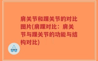 肩关节和踝关节的对比图片(肩踝对比：肩关节与踝关节的功能与结构对比)