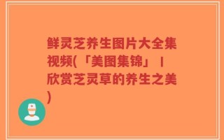 鲜灵芝养生图片大全集视频(「美图集锦」丨欣赏芝灵草的养生之美)